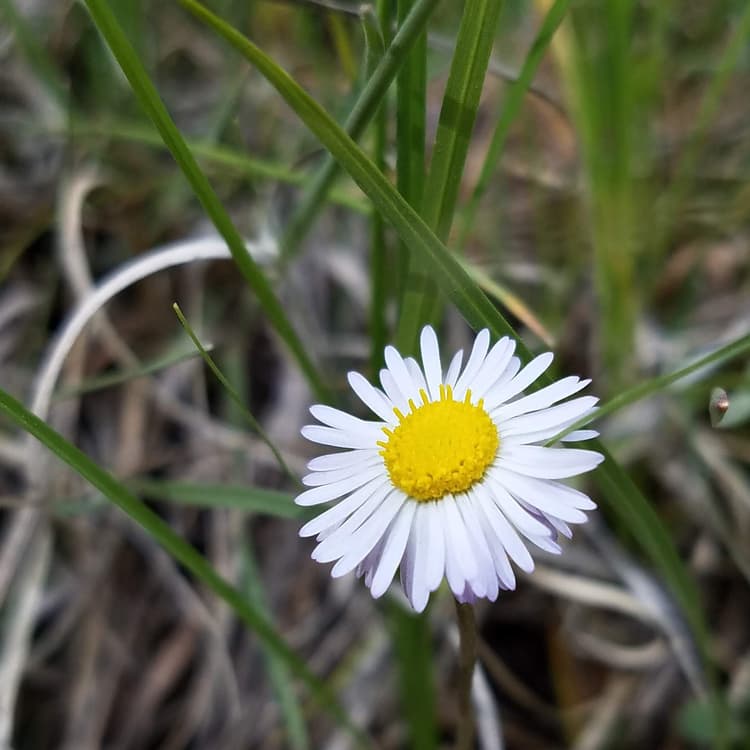 fleabane
