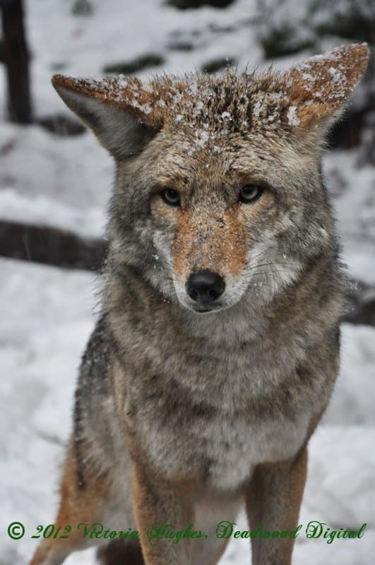 User avatar for Coyotes in the Garage